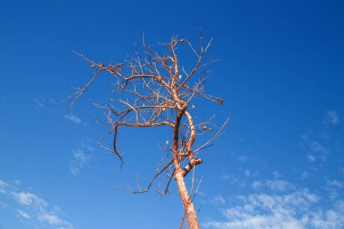 Mavi gökyüzü kurumuş ağaç