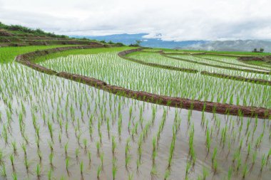 Yeşil teraslı pirinç alan