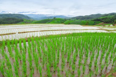 Yeşil teraslı pirinç alan