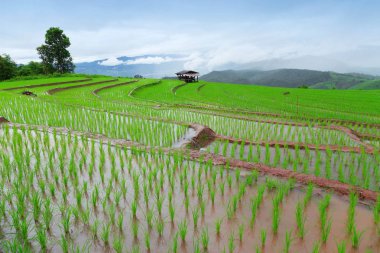 Yeşil Pa Pong Pieng alanında pirinç Teras