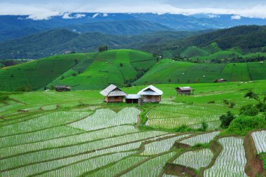 Yeşil Pa Pong Pieng alanında pirinç Teras