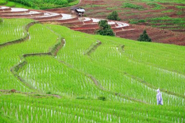 Yeşil Pa Pong Pieng alanında pirinç Teras