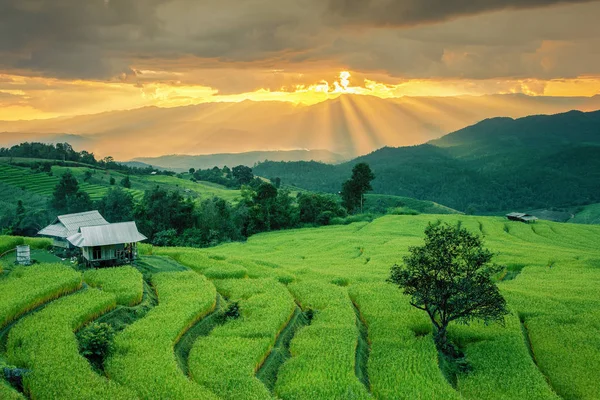 Рисовое поле на горе — стоковое фото
