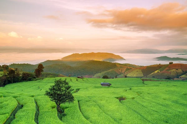 Рисовое поле на горе — стоковое фото
