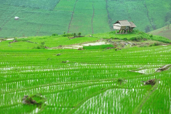 Grön terrasserade risfält i Pa Pong Pieng — Stockfoto