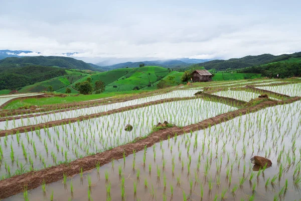 Grön terrasserade risfält i Pa Pong Pieng — Stockfoto