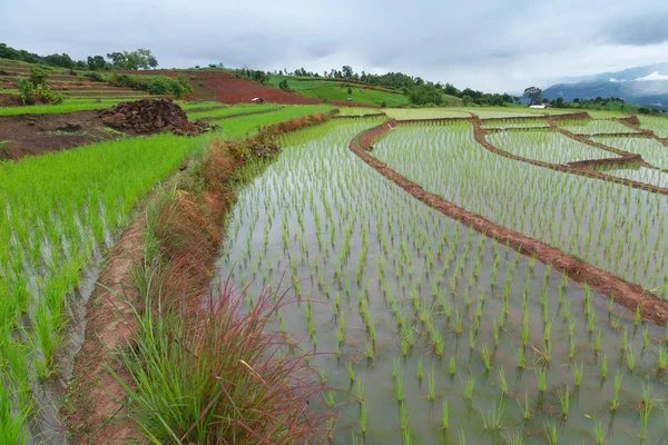 Terrain de riz vert en terrasses — Photo