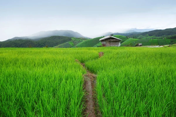 Terrain de riz vert en terrasses à Pa Pong Pieng — Photo