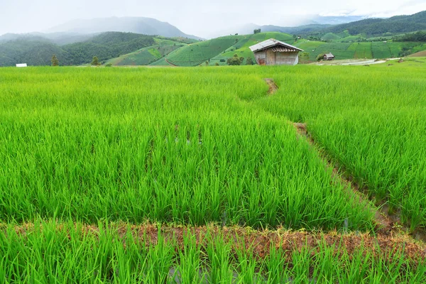 Terrain de riz vert en terrasses à Pa Pong Pieng — Photo