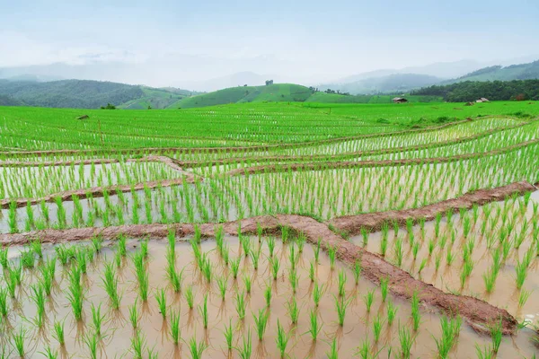 Terrain de riz vert en terrasses — Photo