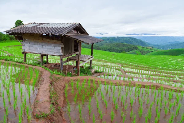 Рисовое поле на зеленой террасе в Па Понг Пьенг — стоковое фото