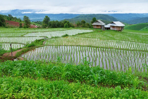 Zöld teraszos rizs mező Pa-Pong Pieng — Stock Fotó