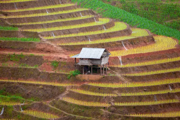 Grön terrasserade risfält i Pa Pong Pieng — Stockfoto