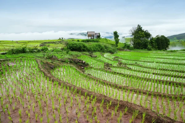 Zöld teraszos rizs mező Pa-Pong Pieng — Stock Fotó