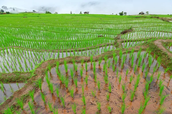 Terrain de riz vert en terrasses — Photo