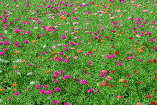 Цветы Portulaca oleracea — стоковое фото