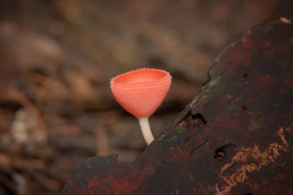 Cogumelo laranja ou champanhe — Fotografia de Stock