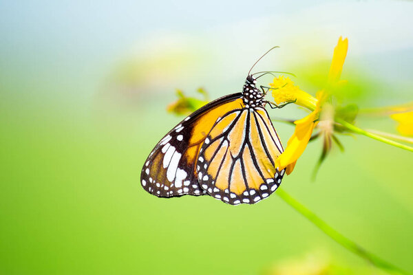 Butterfly (Common Tiger) and flower Royalty Free Stock Images
