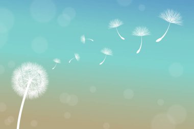 Karahindiba Rüzgar üzerinde bütünlüğünü kaybeder