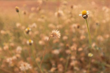 Günbatımı ışığı ile çimen çiçek.