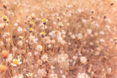 Günbatımı ışığı ile çimen çiçek.