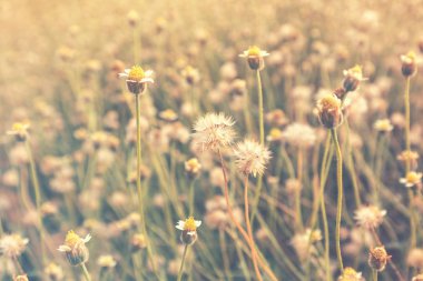 Günbatımı ışığı ile çimen çiçek.