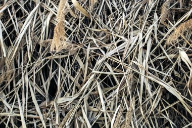 Reed Thatch ayrıntı, saman saman yığını arka plan dokusu, tarım doğal çizgili arka plan,