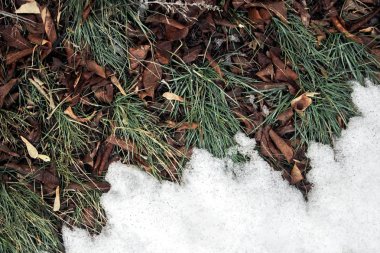 Eriyen kar - kış arasında yakın yeşil çimenlerin üzerinde