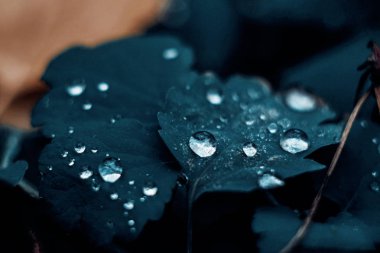 çimenlerin üzerinde damla