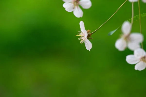 Fiori Ciliegio Fiori Bianchi Primo Piano Fuoco Acuto — Foto Stock