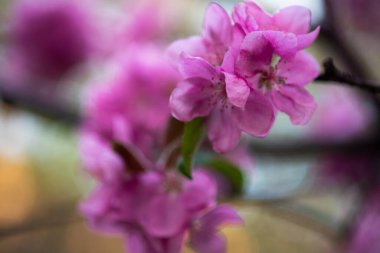 Dal üzerinde yumuşak pembe çiçekler, bahar geldi.