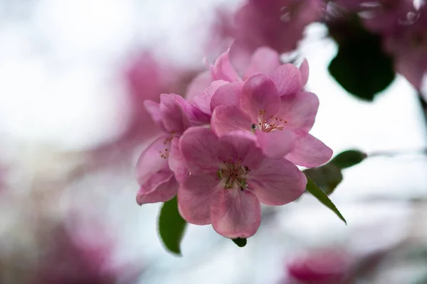 Τρυφερά Ροζ Λουλούδια Στο Κλαδί Άνοιξη Έχει Έρθει — Φωτογραφία Αρχείου
