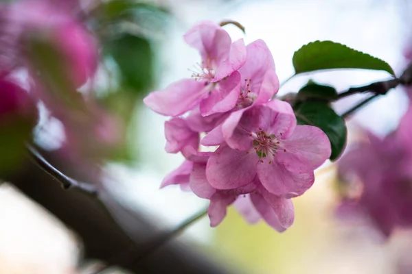 Τρυφερά Ροζ Λουλούδια Στο Κλαδί Άνοιξη Έχει Έρθει — Φωτογραφία Αρχείου