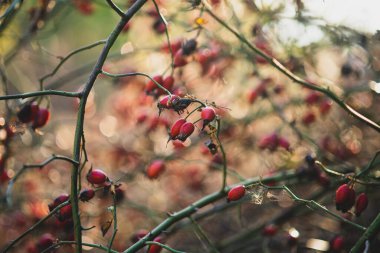 Sonbahar güneşli havalarda çalıların üzerinde kırmızı güllük.
