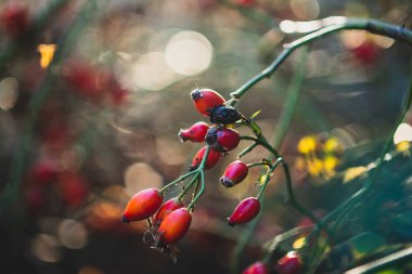 Sonbahar güneşli havalarda çalıların üzerinde kırmızı güllük.