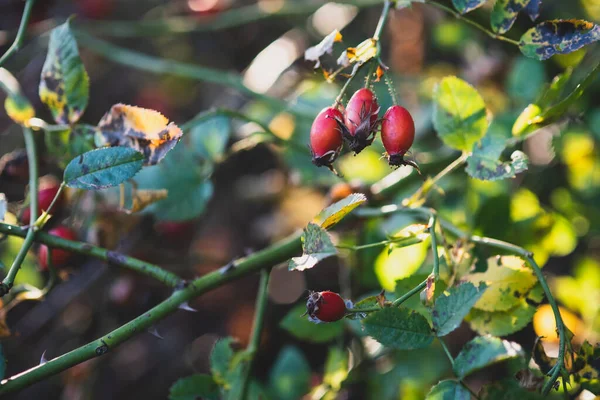 Sonbahar güneşli havalarda çalıların üzerinde kırmızı güllük.