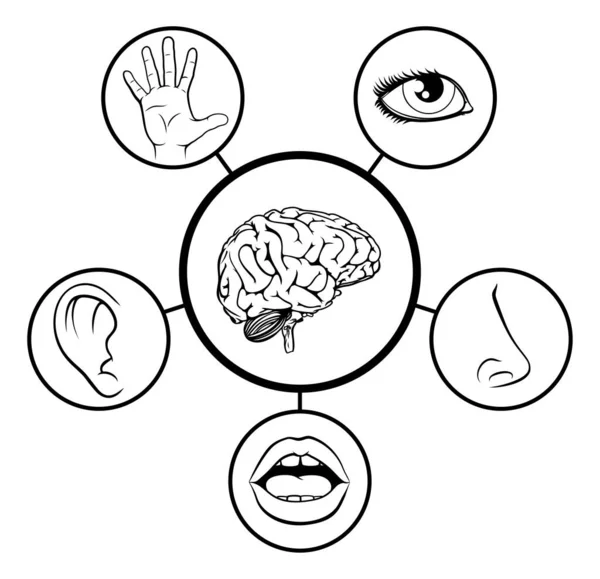 Cerebro y cinco sentidos — Archivo Imágenes Vectoriales