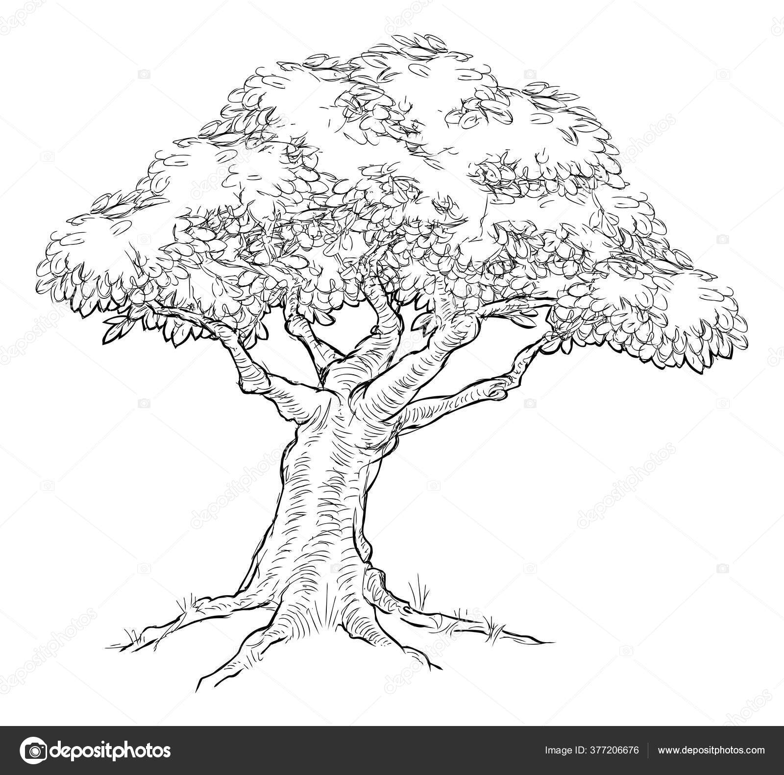 Immagini vettoriali stock di Dibujar tronco de árbol de raíz | DepositPhotos, image size:1600x1582