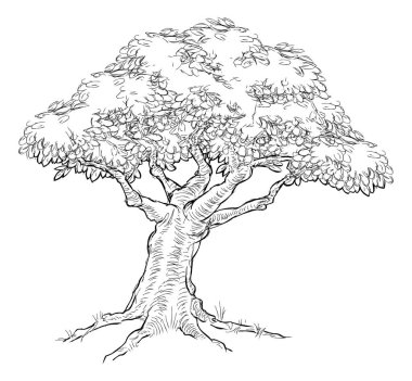 Ahşap Çizim Biçimi Ağacı