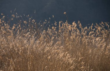 bulanık arka plan ile çimenli alan