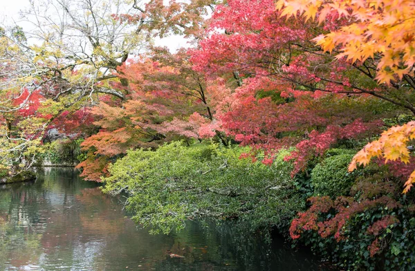 Feuilles colorées en automne — Photo