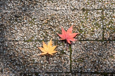 arka plan, renkli yaprakları yere vardır.