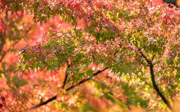 Bunte Blätter im Herbst — Stockfoto