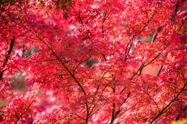 Feuilles colorées en automne — Photo