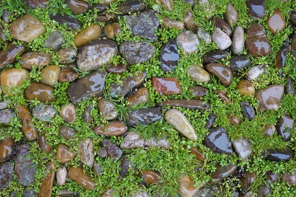 Background textured,wet rocks on the ground — Stock Photo, Image