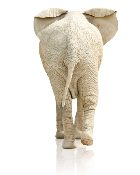 Bakifrån av elefant — Stockfoto