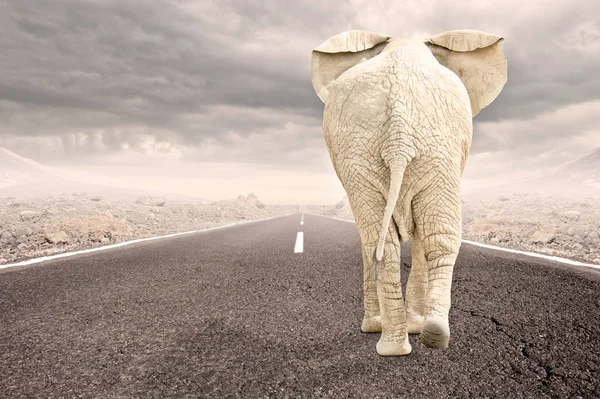 Elephant walking on a road — Stock Photo, Image