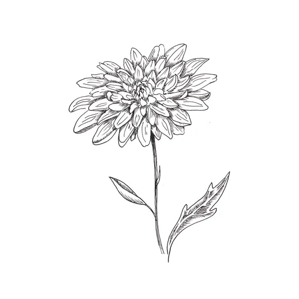 Chrysanthemum. Hand-drawn chrysanthemum flower. Monochrome black and white sketch. Isolated illustration on a white background