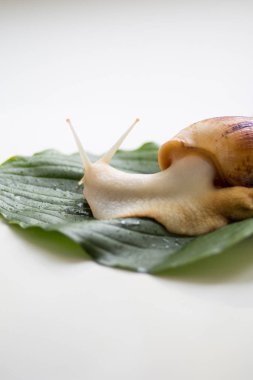 Dev Afrika salyangoz