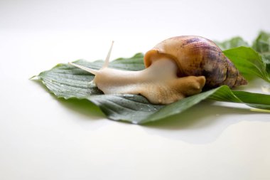 Dev Afrika salyangoz